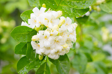 Heart-shaped white glass murraya flower with a soft