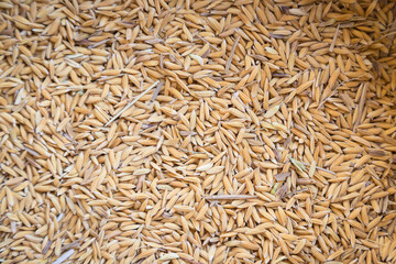 Top view of paddy rice and rice seeds texture