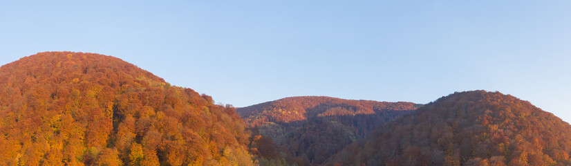 Autumn deciduous forest top view, natural background or texture.