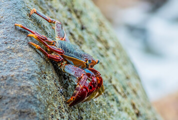 Sally Lightfoot Crab 