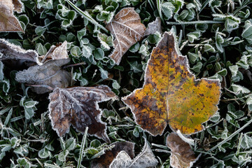 Frost on leaf and grass. Cold frigid temperature effects on ground and grass. Fall to winter change.