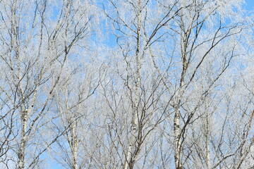 Fototapeta na wymiar Close-up of frost-covered birch branches against a blue sky