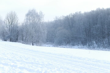Park with snow covered trees on a clear sunny day, winter landscape. White, cool colors.