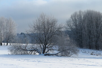 Freestanding tree with frosty branches, forest in the background. Winter landscape, cool colors.	
