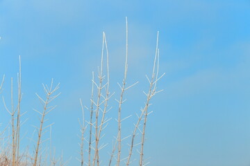 Close-up of branches covered in frost on a sunny winter day, clear blue sky at the background.
