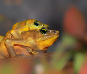 Panamanian Golden Frogs (Atelopus zeteki)