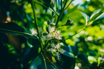 Spring blossom