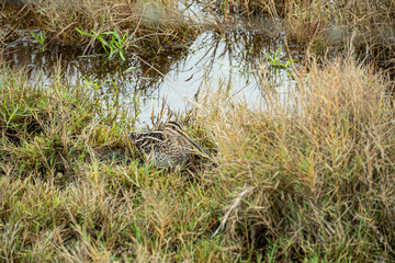 Naklejka na ściany i meble one chubby sandpiper resting on the grasses in the wetland