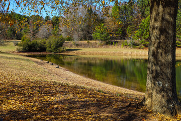 a gorgeous shot of a still lake surrounded by lush green and autumn colored trees reflecting off...