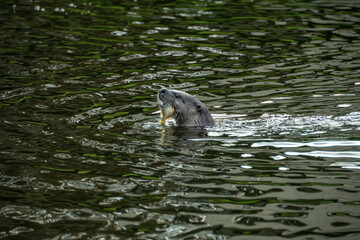 one cute river otter enjoying the fish it caught in the river
