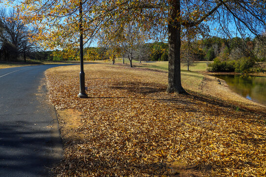 a curve black street with a white line in the center surrounded by autumn landscape with green and autumn colored trees and plants and fallen autumn leaves at Daniel Stowe Botanical Garden in Belmont 