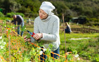 Female gardener enjoying gardening, checking state of green peas plants and cutting..