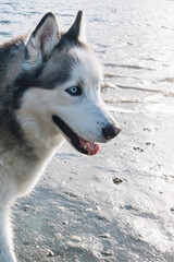 Siberian Husky dog with blue eyes on beach