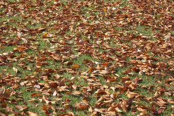 Background image of green grass covered by autumn leaf. Japan