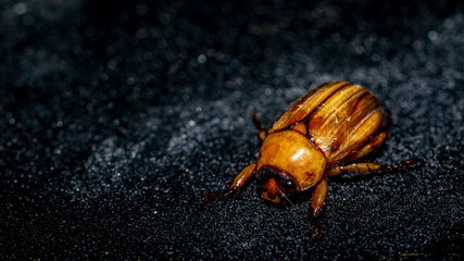 Closeup of brown beetle with dark background