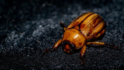 Closeup of brown beetle with dark background