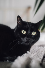 black cat portrait lounging on faux fur