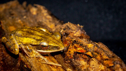 Closeup of Polioedates leicomystax with dark background