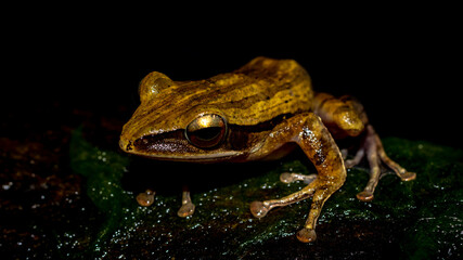 Closeup of Polioedates leicomystax with dark background