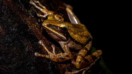 Closeup of Polioedates leicomystax with dark background