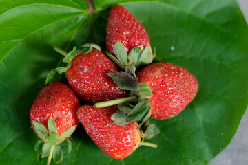 strawberries on a green leaf