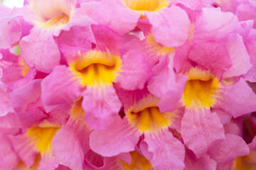 Obraz na płótnie Canvas beautiful blooming Tabebuia Rosea or Tabebuia Chrysantha Nichols close up