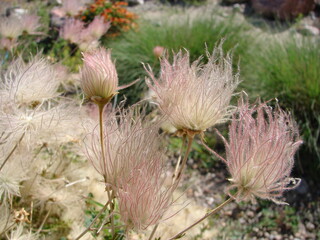 Fallugia paradoxa, Apache Plume, native shrub, flower close up, xeriscape