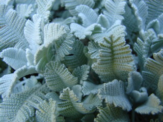 Partridge feather, tanacetum, blue silver foliage, close up, ground cover plant