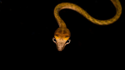 Brown Asian Vine snake found in Borneo forest. Brown Asian whip snake on dark background