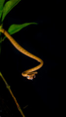 Brown Asian Vine snake found in Borneo forest. Brown Asian whip snake on dark background