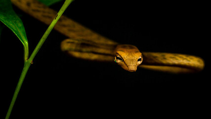 Brown Asian Vine snake found in Borneo forest. Brown Asian whip snake on dark background