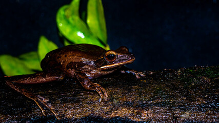 Closeup of Polyoedates leocomystax on dark background