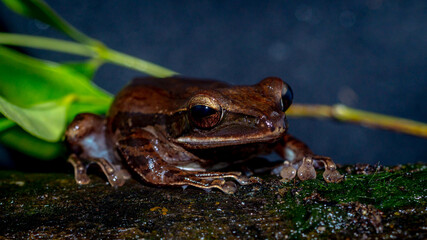 Closeup of Polyoedates leocomystax on dark background