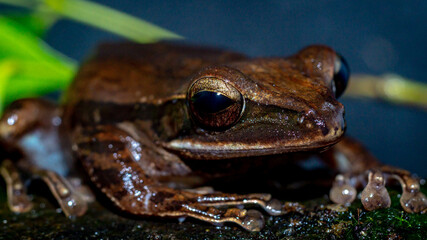Closeup of Polyoedates leocomystax on dark background