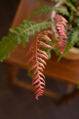 Brackens. Closeup view of Doodia media fern, also known as Rasp fern, red and green fronds, growing in the garden.