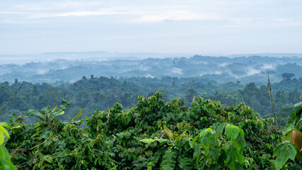 Beautiful landscape of Borneo tropical rainforest in the morning. Misty morning in the forest