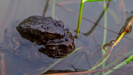 A pair of Fejervarya limnovaris, Asian grass frog mating in the pond