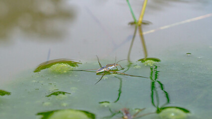 Borneo common water strider on the pond
