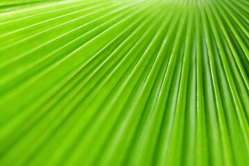 Fototapeta premium Green palm tree leaf closeup, tropical leaves texture macro, nature background, abstract blurred natural backdrop, beautiful plant wallpaper, exotic foliage botanical pattern, spring summer decoration