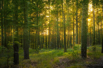 Magical sunset in the forest.