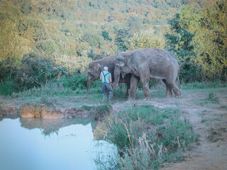A caretaker feeds two elephants in a summer green safari park by the pond