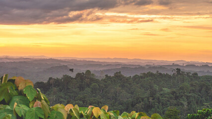 Borneo tropical rain forest at sunset. Sunset in the forest