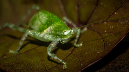 Closeup of Borneo bush cricket. Green grasshopper on brownish leaf