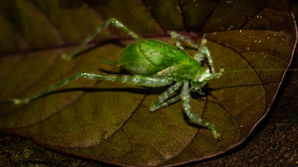 Closeup of Borneo bush cricket. Green grasshopper on brownish leaf