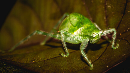 Closeup of Borneo bush cricket. Green grasshopper on brownish leaf