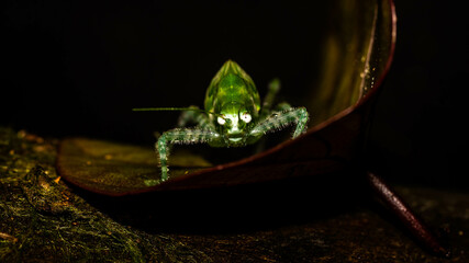 Closeup of Borneo bush cricket. Green grasshopper on brownish leaf
