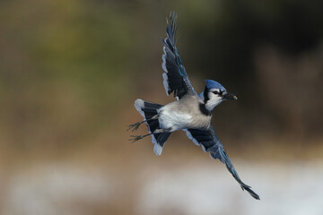 Blue Jays fighting with Red Bellied woodpeckers and each other over food on tray feeder on bright winter sunny day