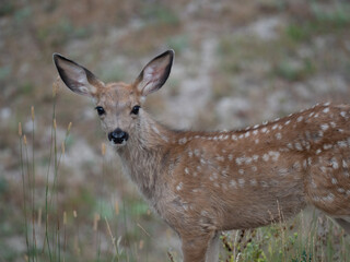 Naklejka na ściany i meble Close Up of an Alert Whitetail Fawn with Spotted Coat Looking at Camera