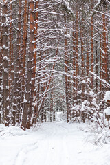 A walk through the winter forest. Snow trees and a cross-country ski trail. Beautiful and unusual roads and forest trails. Beautiful winter landscape. The trees stand in a row