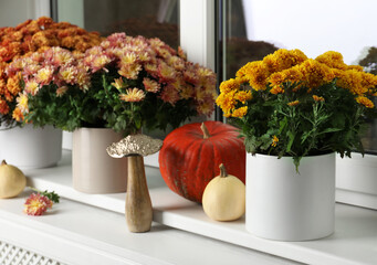 Beautiful potted chrysanthemum flowers and pumpkins on windowsill indoors